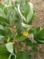 Fadogia homblei