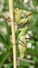 Dystacta