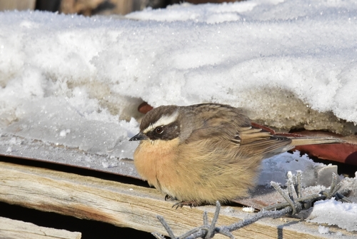 Brown Accentor