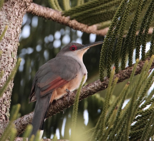 Hispaniolan Lizard Cuckoo (Coccyzus longirostris), photo 4