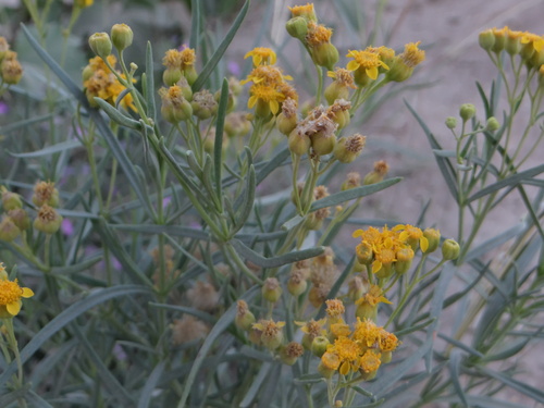 False Broomweed (Haploesthes greggii)