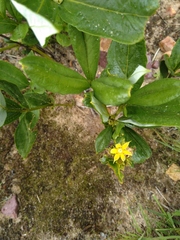 Fadogia homblei