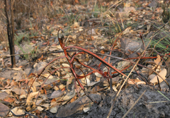 Nepenthes holdenii