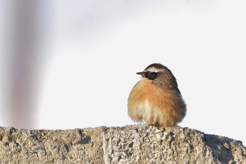 Brown Accentor