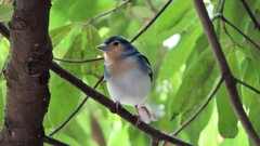 Fringilla coelebs palmae