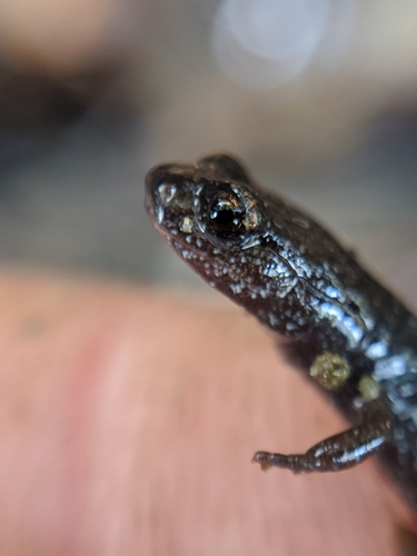 San Simeon Slender Salamander, Batrachoseps incognitus