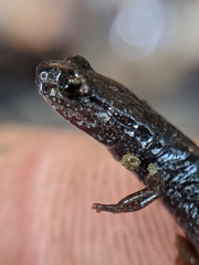 Batrachoseps incognitus