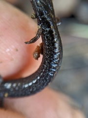 Batrachoseps incognitus