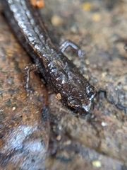 Batrachoseps incognitus