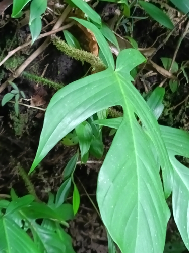 Philodendron squamiferum, photograph 5