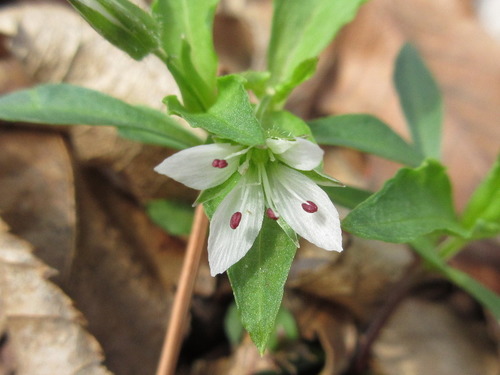 Giant false-starwort (Pseudostellaria palibiniana)
