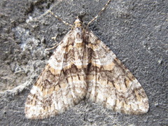 Esakiopteryx volitans