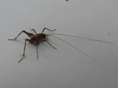 Diestrammena unicolor