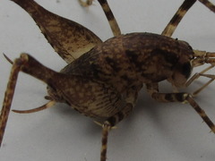 Diestrammena unicolor