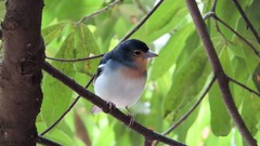 Fringilla coelebs palmae