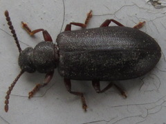 Luprops orientalis