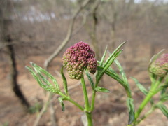 Sambucus williamsii