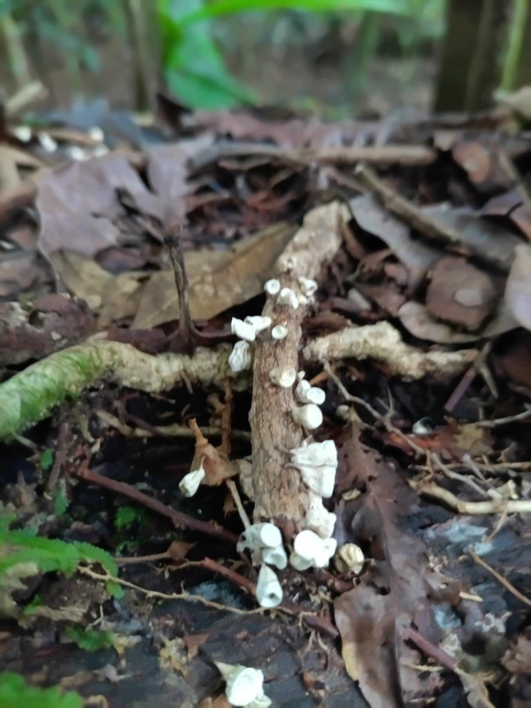 Gymnopus montagnei · November 2025 · photo: © guillaume_delaitre (iNaturalist, cc-by)