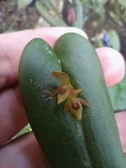 Pleurothallis bivalvis, photograph Guillaume Delaitre, CC BY, iNaturalist via GBIF
