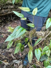 Pleurothallis bivalvis, photograph Guillaume Delaitre, CC BY, iNaturalist via GBIF