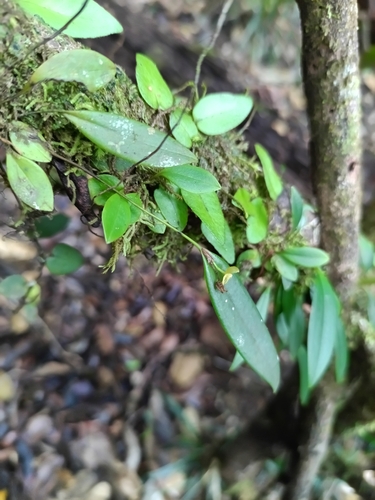 Pleurothallis bivalvis, photograph 4