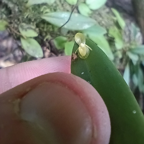 Pleurothallis discoidea, photograph 4