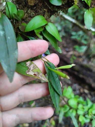 Pleurothallis discoidea, photograph 5