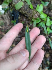 Pleurothallis discoidea, photograph Guillaume Delaitre, CC BY, iNaturalist via GBIF