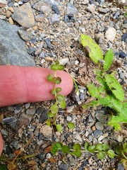 Epilobium pedunculare