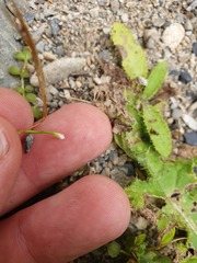 Epilobium pedunculare