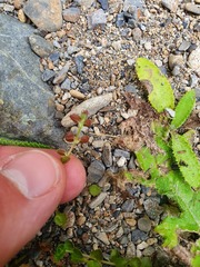 Epilobium pedunculare