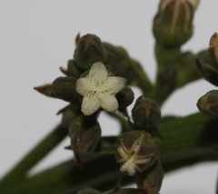Thesium frisea frisea