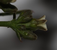 Thesium frisea frisea