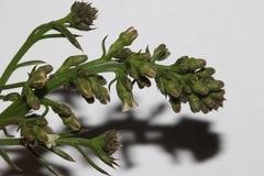 Thesium frisea frisea
