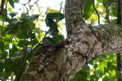 Chrysophlegma miniaceum