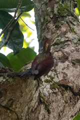 Chrysophlegma miniaceum