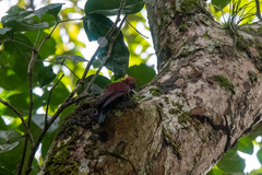 Chrysophlegma miniaceum