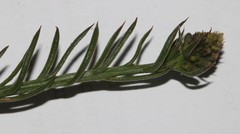 Thesium frisea frisea