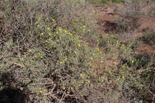 Image of Bonnievale Renosterpea (Polhillia groenewaldii) by (c) Brian du Preez, some rights reserved (CC BY-SA)