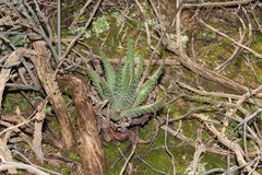Tulista pumila