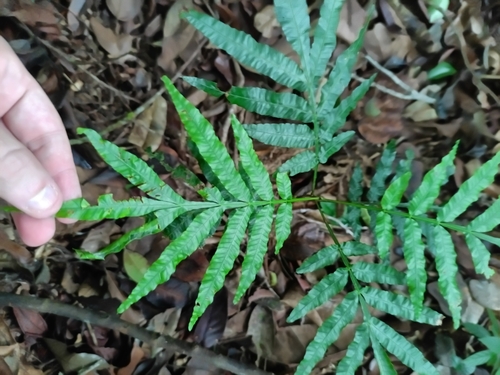 Touroulia guianensis (Touroulia guianensis)