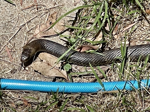 Eastern Brown Snake sighting