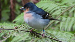 Fringilla coelebs palmae