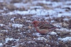 Carpodacus roseus