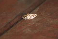 Rhimphalea lindusalis