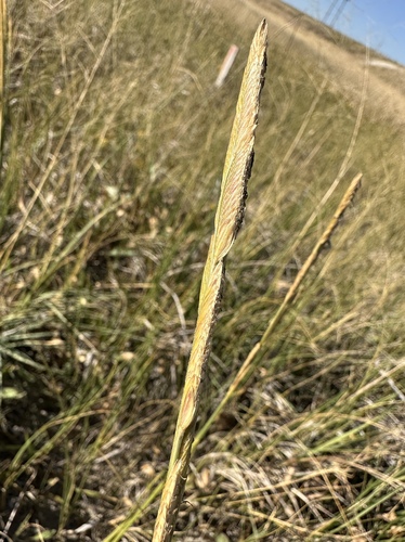 alkali cord grass (Sporobolus hookerianus)