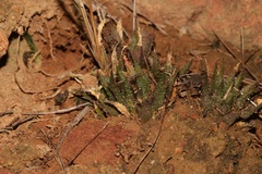 Haworthia