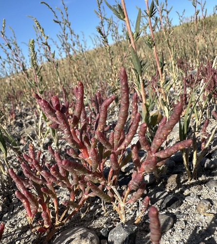 red glasswort (Salicornia rubra)