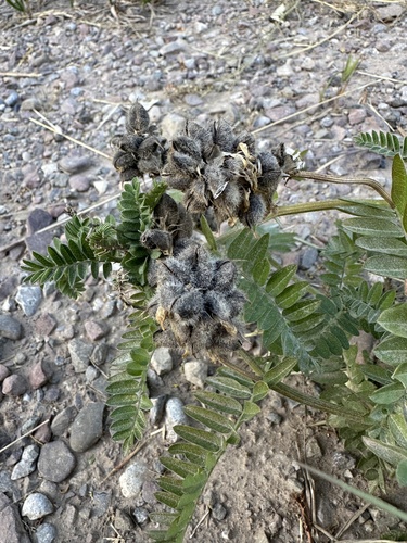 chickpea milkvetch (Astragalus cicer)