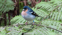 Fringilla coelebs palmae